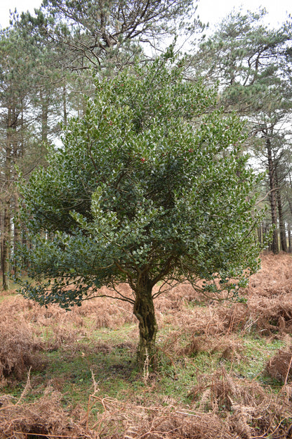 40 ENGLISH HOLLY Ilex Aquifolium aka European Common or Christmas Holly Evergreen Tree Shrub Berry Seeds