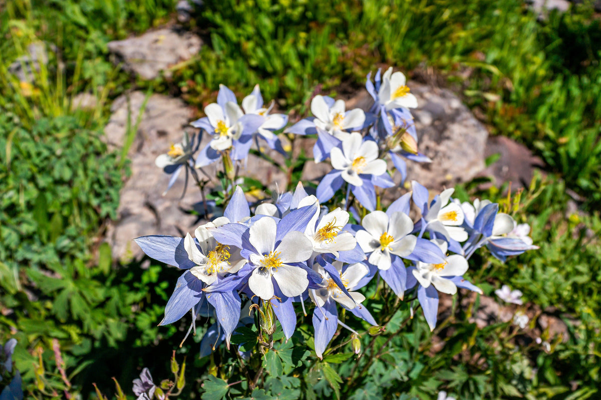 50 Blue ROCKY MOUNTAIN COLUMBINE Aquilegia Caerulea Flower Seeds