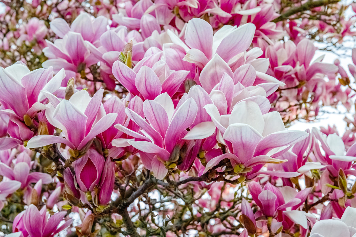 5 SAUCER MAGNOLIA x Soulangeana Denudata & Liliiflora 5 - 10" Pink & White Flower Tulip Tree Seeds