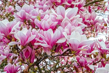 5 SAUCER MAGNOLIA x Soulangeana Denudata & Liliiflora 5 - 10" Pink & White Flower Tulip Tree Seeds
