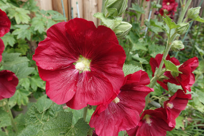 25 DARK RED HOLLYHOCK Alcea Rosea Flower Seeds Perennial