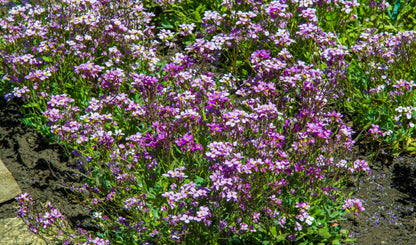 500 EVENING ( night ) SCENTED STOCK Matthiola Longipetala Bicornis Flower Seeds
