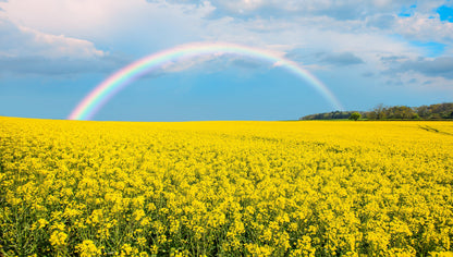 500 OLD FASHIONED MUSTARD Ragged Edge Brassica Juncea Vegetable Seeds