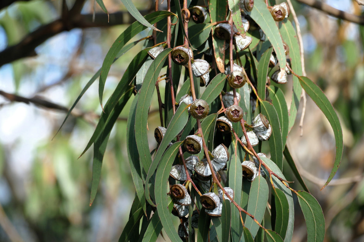 25 TASMANIAN Blue Gum TREE / EUCALYPTUS Globulus Flower Seeds