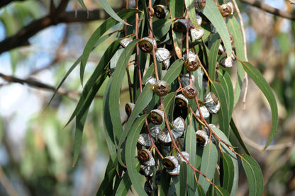 25 TASMANIAN Blue Gum TREE / EUCALYPTUS Globulus Flower Seeds