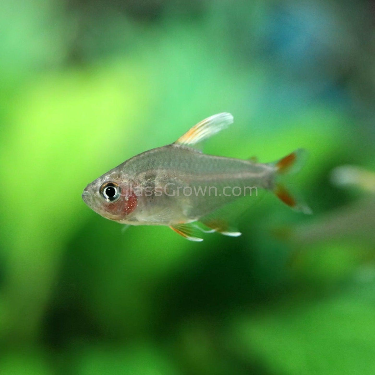 White Fin Pink Jewel Tetras 6 Pack