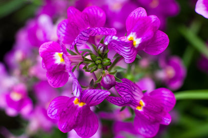 2000 Mixed MOROCCAN TOADFLAX / SNAPDRAGON Linaria Maroccana Flower Seeds