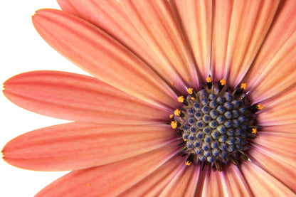 25 SALMON AFRICAN DAISY Dimorphotheca Sinuata Apricot Flower Seeds