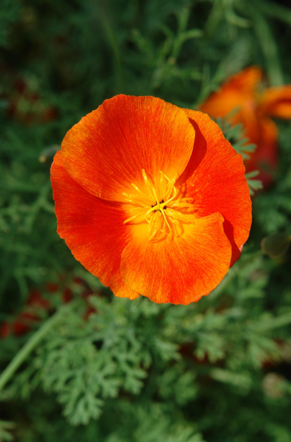 1500 MIKADO POPPY Red Orange California Poppy Flower Eschscholzia Californica Seeds