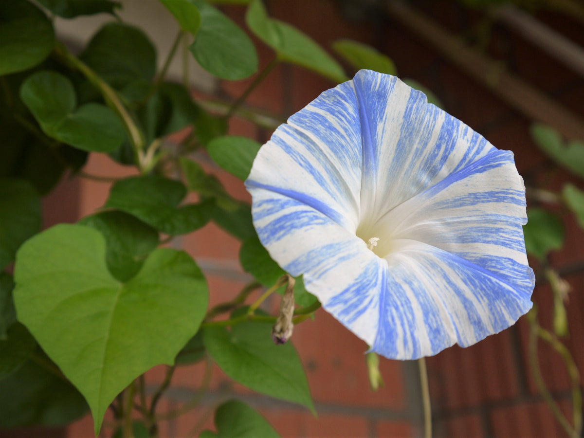 40 CARNEVALE di VENEZIA MORNING GLORY Pink & Purple with White Stripes Ipomoea Purpurea Flower Vine Seeds