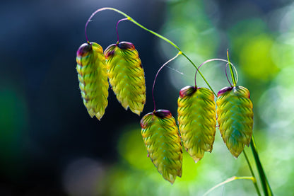 100 QUAKING GRASS (Rattlesnake Grass) Briza Maxima Seeds
