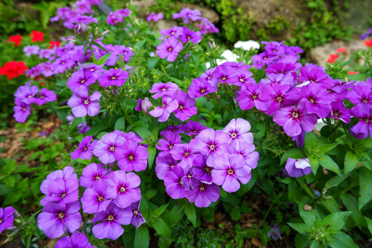 100 Mixed Colors DRUMMOND PHLOX MIX Pink, Red, White, Purple Phlox Drummondii Flower Seeds
