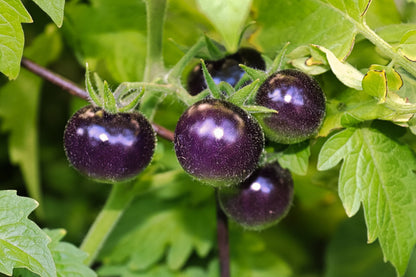 50 PURPLE CHERRY TOMATO Lycopersicon Indeterminate Fruit Vegetable Seeds
