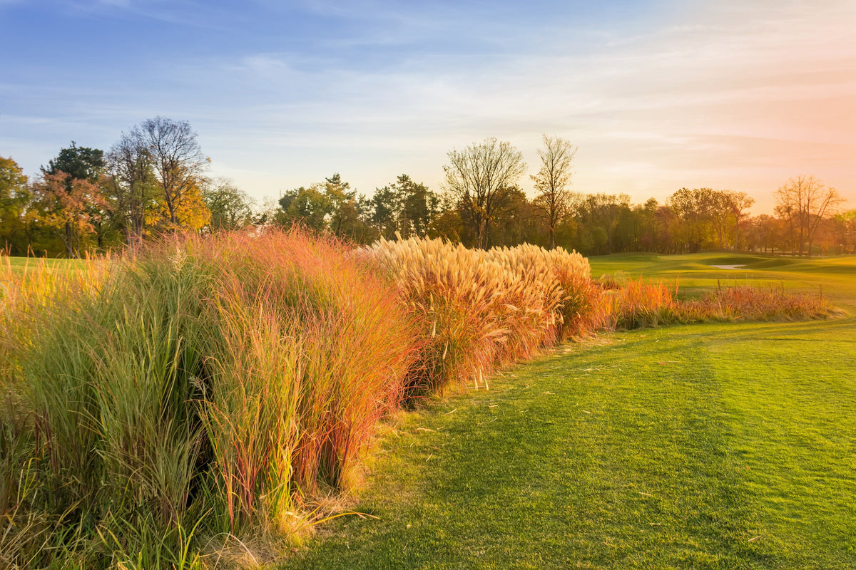 50 PHEASANT TAILS GRASS Feather Reed New Zealand Wind Stipa Arundinacea syn Anemanthele Lessoniana Ornamental Grass Seeds