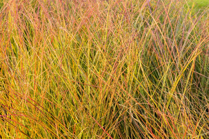 50 PHEASANT TAILS GRASS Feather Reed New Zealand Wind Stipa Arundinacea syn Anemanthele Lessoniana Ornamental Grass Seeds