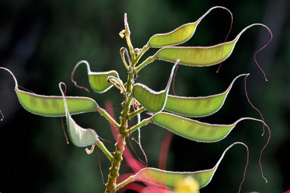5 DESERT BIRD OF PARADISE Shrub Caesalpinia Gilliesii Poinciana Red & Yellow Flower Seeds