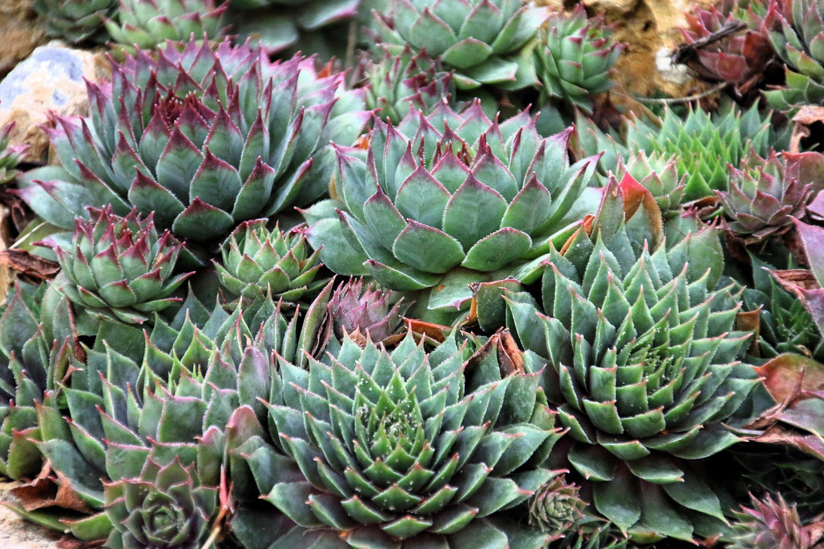 25 MIXED HENS & CHICKS Chickens Succulent (Live Forever) Sempervivum Flower Seeds
