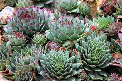 25 MIXED HENS & CHICKS Chickens Succulent (Live Forever) Sempervivum Flower Seeds