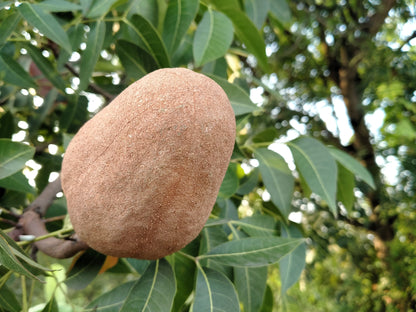 5 TRUE MAHOGANY TREE Honduran Big Leaf Sky Fruit Swietenia Macrophylla Seeds