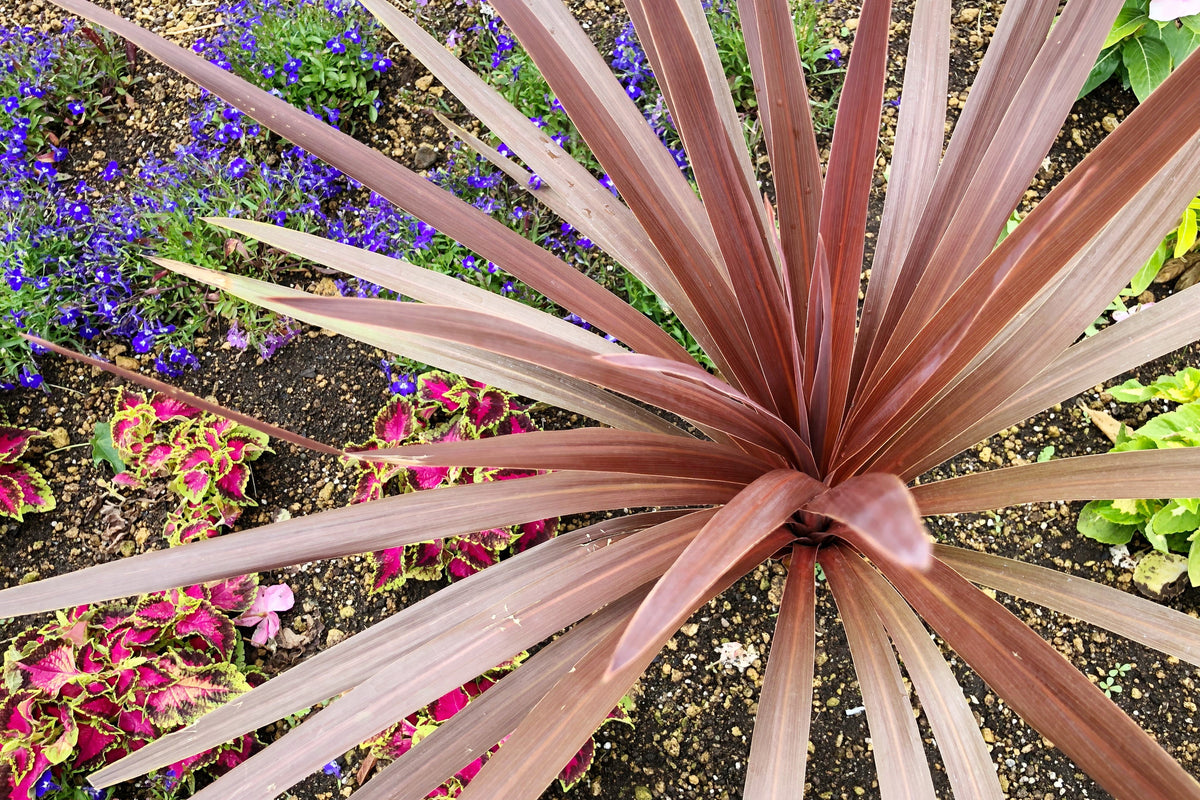 10 Purple NEW ZEALAND FLAX Phormium Tenax Purpureum Ornamental Grass Flower Seeds