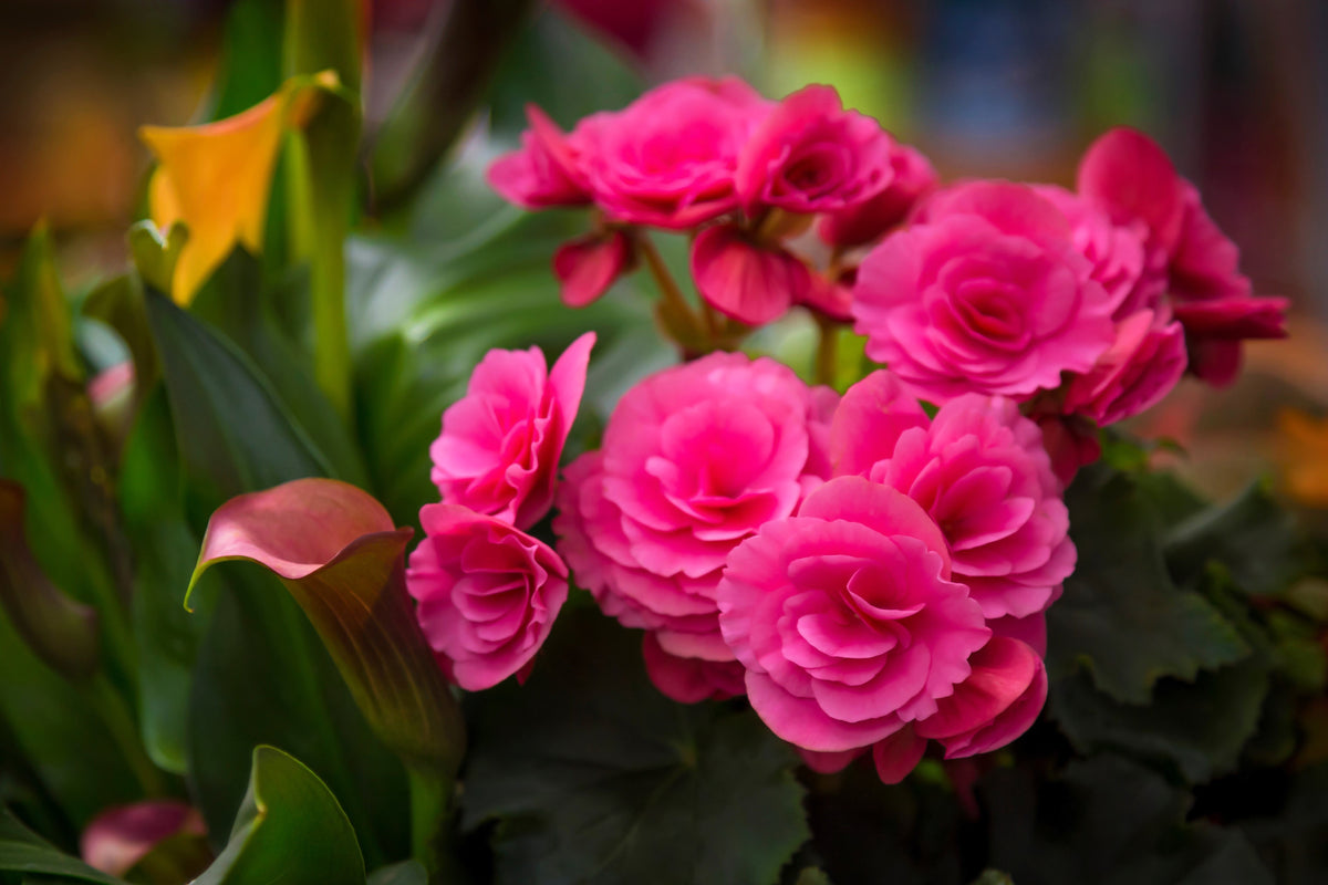 10 BRIGHT PINK DOUBLE BEGONIA Tuberosa Tuberous Begonia Shade Flower Seeds