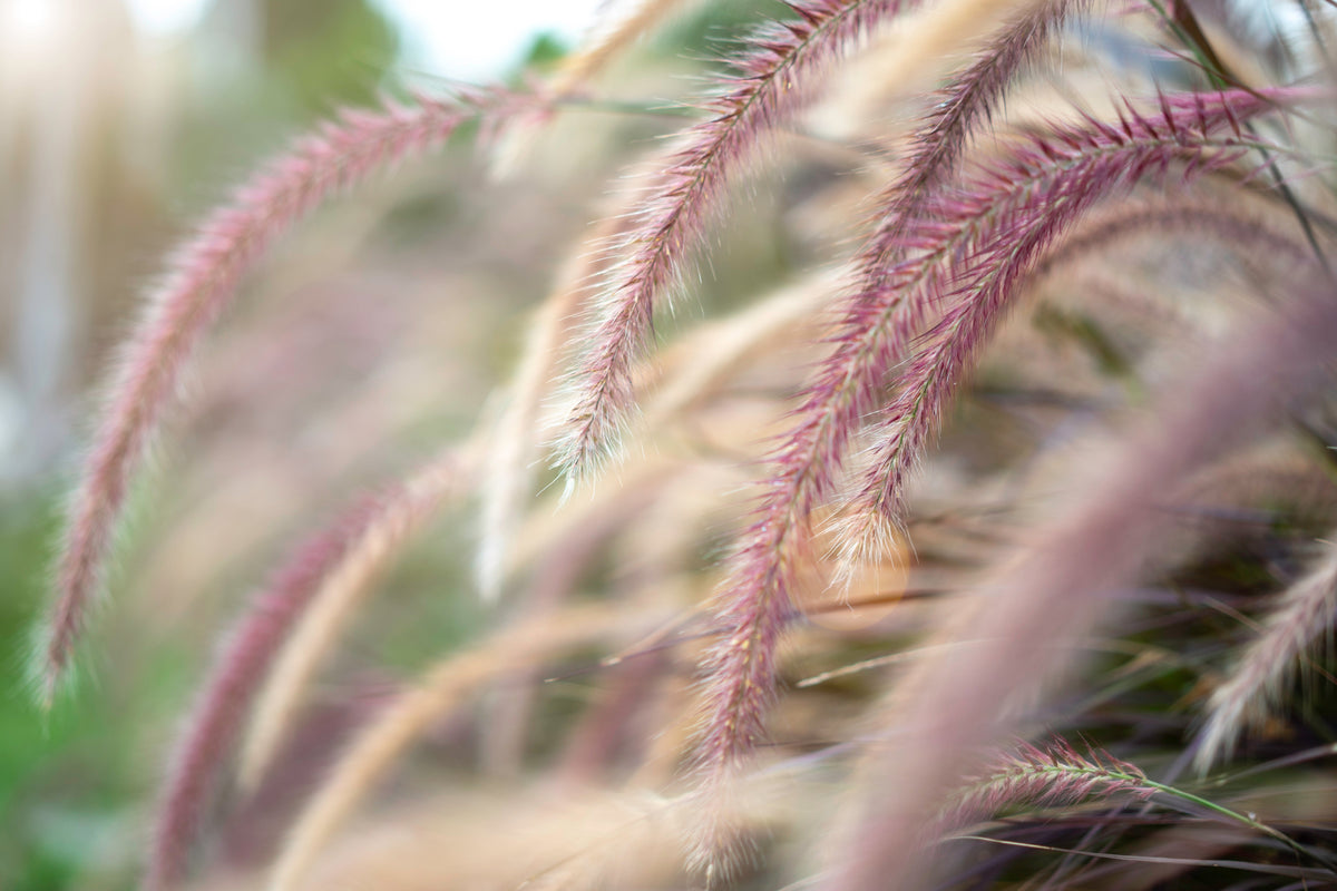 25 PURPLE FOUNTAIN GRASS Ornamental Pennisetum Setaceum Dark Burgundy Flower Seeds