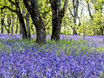100 PERENNIAL LUPINE Blue Violet Lupinus Perennis Wild Lupine Sundial Purple Native Hummingbird Flower Seeds