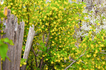 20 GOLDEN CURRANT SHRUB Black Fruit Yellow Flower Ribes Chrysobotrya Aurea Seeds