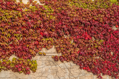 10 BOSTON IVY ( Bostonian Ivy / Wall Ivy ) Parthenocissus Tricuspidata Veitchii Vine Flower Seeds