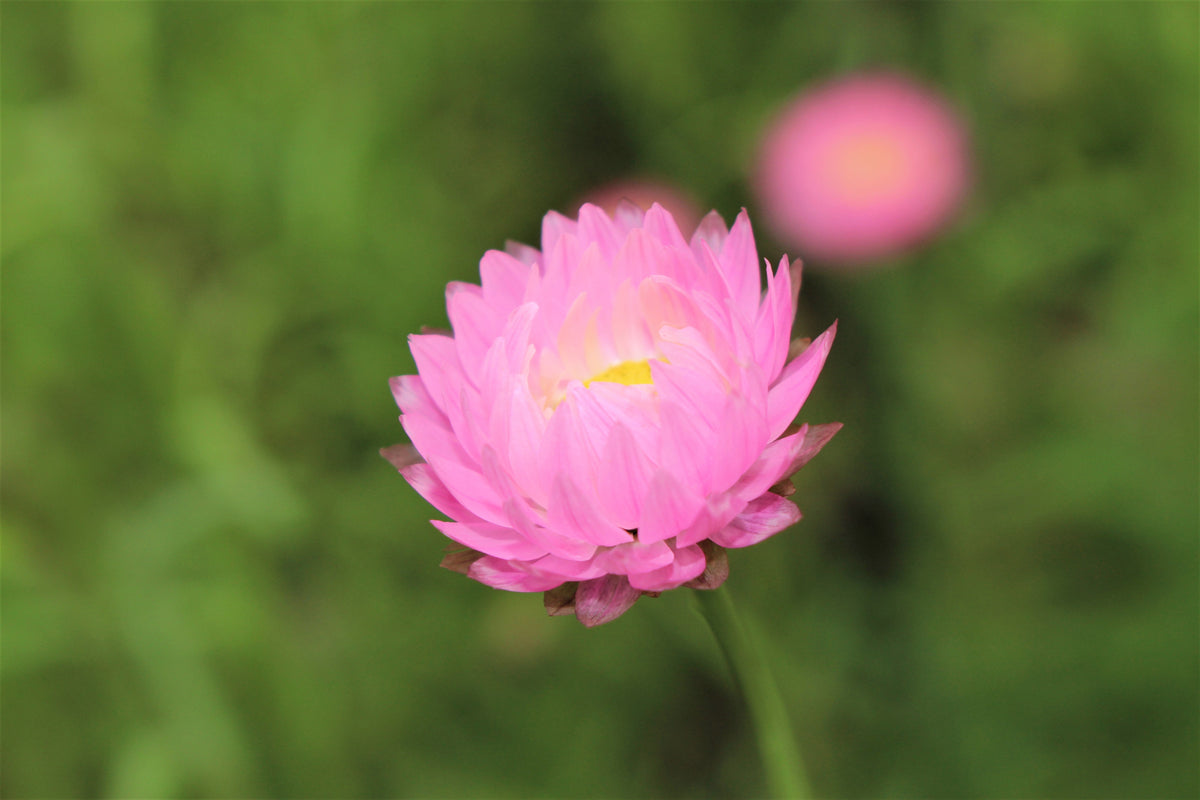 100 MIXED DOUBLE ACROCLINIUM Paper Daisy Helipterum Roseum Rhodanthe Flower Seeds