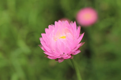 100 MIXED DOUBLE ACROCLINIUM Paper Daisy Helipterum Roseum Rhodanthe Flower Seeds