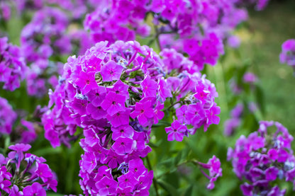 20 MEADOW PHLOX Maculata Mixed Colors Wild Sweet William Native Hummingbird Flower Seeds