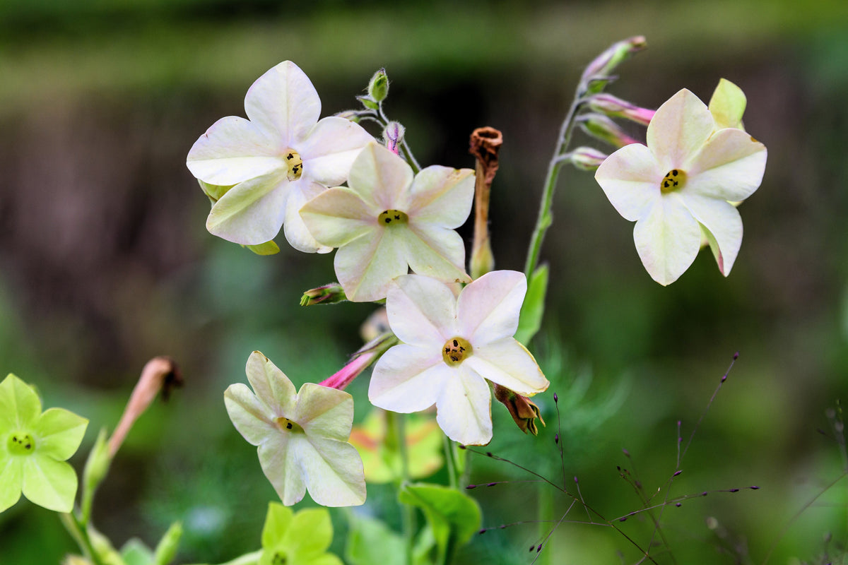 100 Heirloom MIXED COLORS NICOTIANA (Ornamental Flowering Tobacco) Nicotiana Alata Flower Seeds