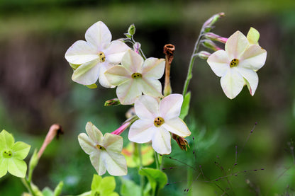 100 Heirloom MIXED COLORS NICOTIANA (Ornamental Flowering Tobacco) Nicotiana Alata Flower Seeds