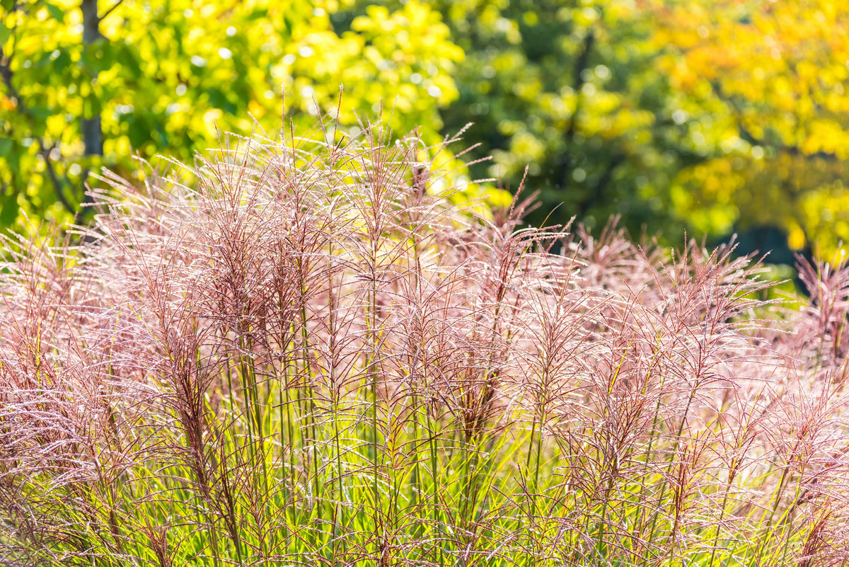 10 RED MAIDEN GRASS Miscanthus Sinensis Plumes Ornamental Flower Seeds