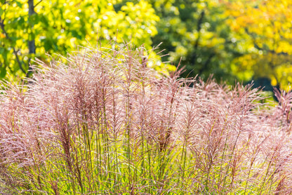 10 RED MAIDEN GRASS Miscanthus Sinensis Plumes Ornamental Flower Seeds