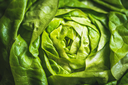 2000 BIBB LETTUCE Butterhead Lactuca Sativa Vegetable Seeds