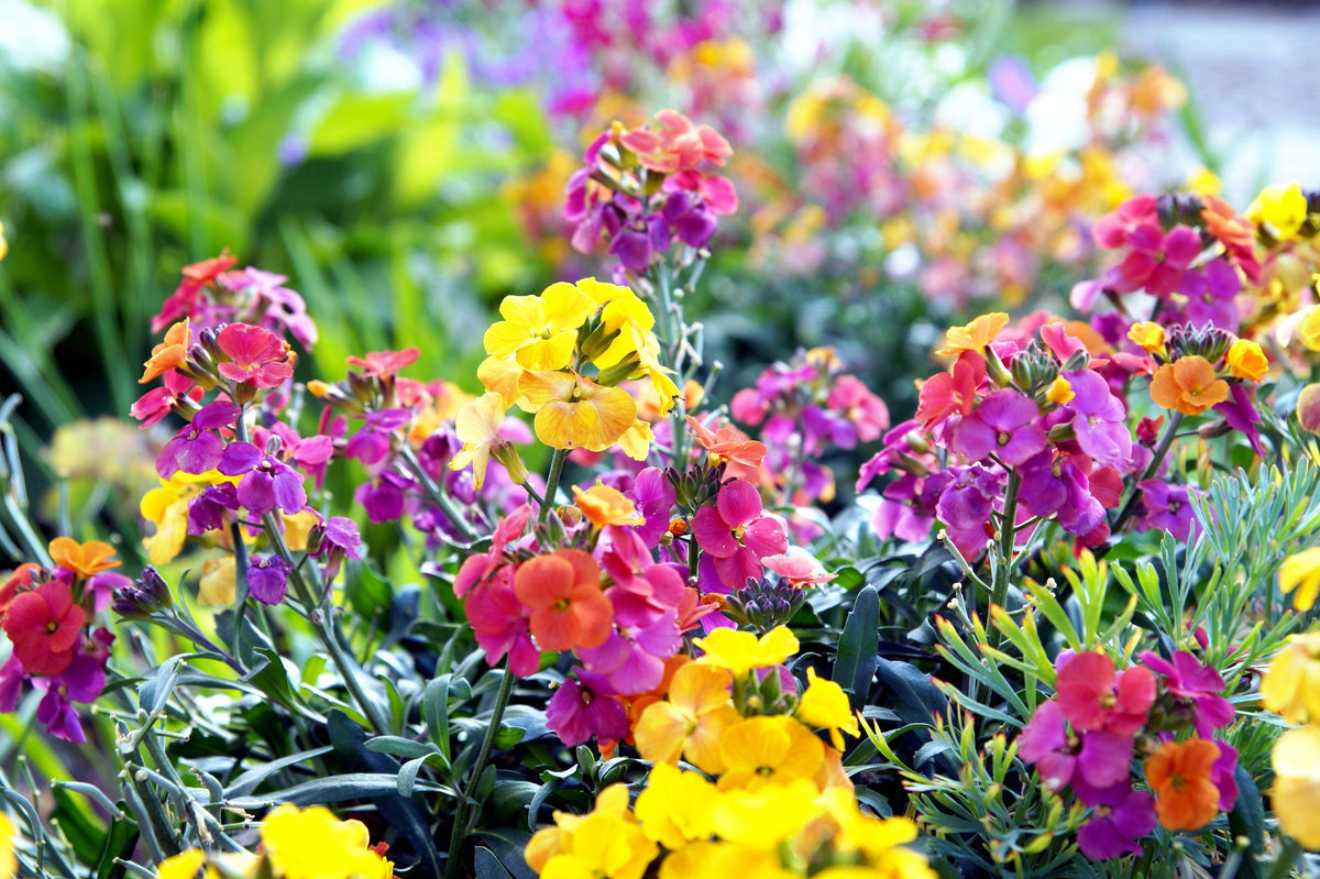300 Mixed Colors ENGLISH Aegean WALLFLOWER Cheiranthus Cheiri Erysimum Pink Red Yellow Purple Bicolor Flower SeedsSeeds