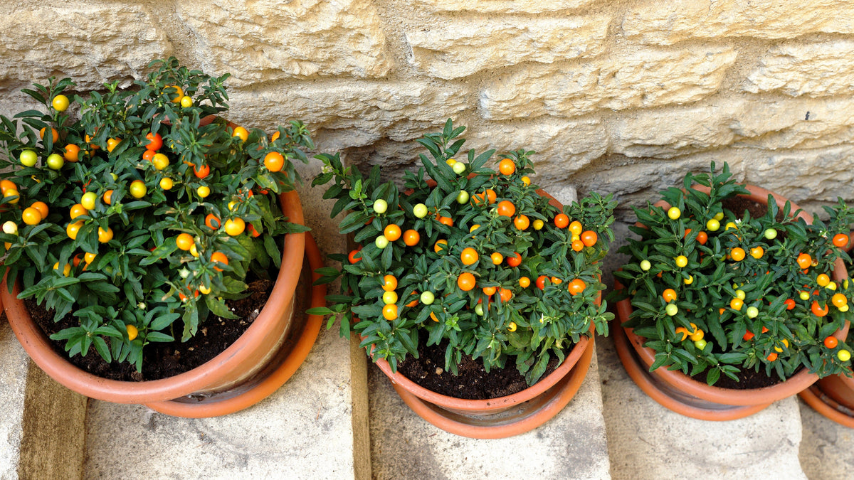 25 JERUSALEM CHERRY Madeira Winter Solanum Pseudocapsicum Flower Seeds