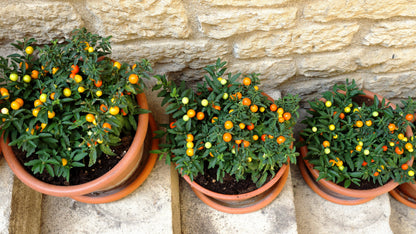 25 JERUSALEM CHERRY Madeira Winter Solanum Pseudocapsicum Flower Seeds