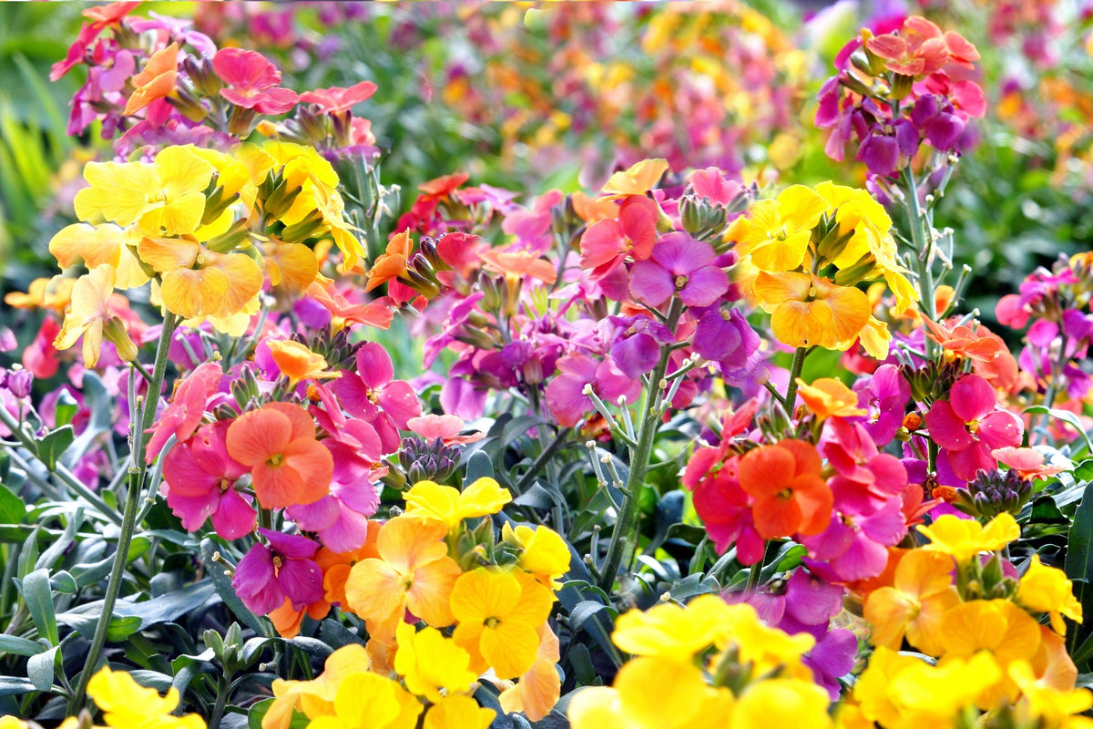 300 Mixed Colors ENGLISH Aegean WALLFLOWER Cheiranthus Cheiri Erysimum Pink Red Yellow Purple Bicolor Flower SeedsSeeds