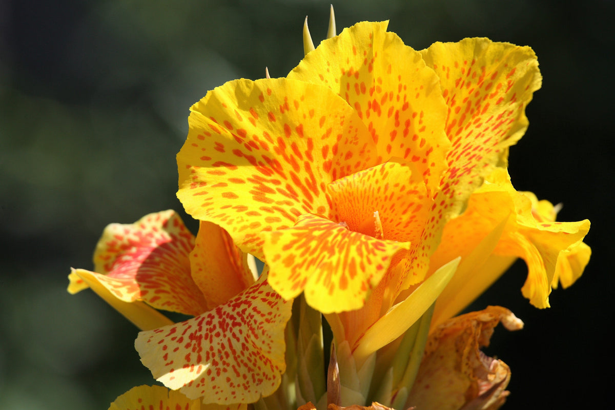 5 YELLOW CANNA LILY Indian Shot Canna Indica Flower Seeds