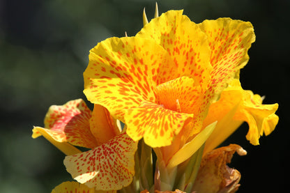 5 YELLOW CANNA LILY Indian Shot Canna Indica Flower Seeds
