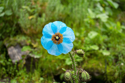 10 BLUE HIMALAYAN POPPY Tibetan Meconopsis Betonicifolia Flower Seeds