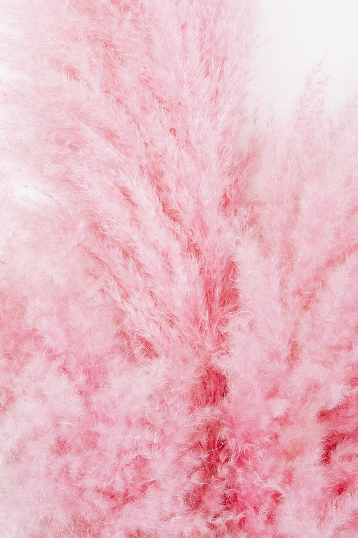 200 Ornamental PINK PAMPAS GRASS Cortaderia Selloana Rosea Seeds