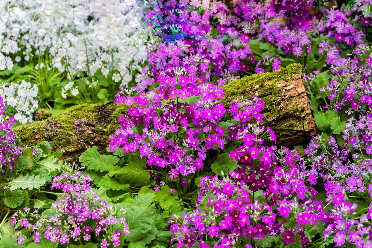100 LAVENDER FAIRY PRIMROSE Purple Primula Malacoides Baby Primrose Shade Houseplant Flower Seeds