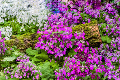 100 LAVENDER FAIRY PRIMROSE Purple Primula Malacoides Baby Primrose Shade Houseplant Flower Seeds