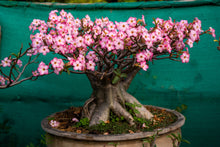 10 Mixed DESERT ROSE / ADENIUM Obesum African Houseplant Flower Seeds