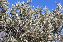 5 JOJOBA Simmondsia Chinensis Fruit Nut Oil Evergreen Shrub Seeds