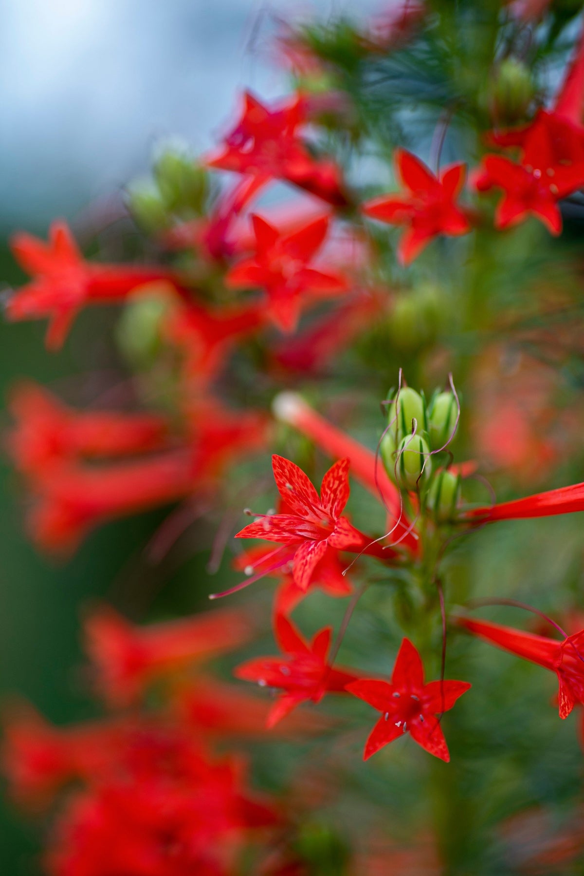 200 STANDING CYPRESS (Scarlet Gilia) Ipomopsis Rubra Flower Seeds